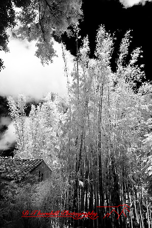florida-2008-nature-infrared_36.jpg