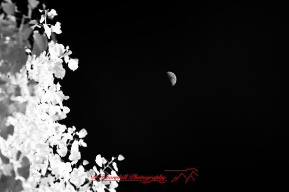 infrared-2008_100