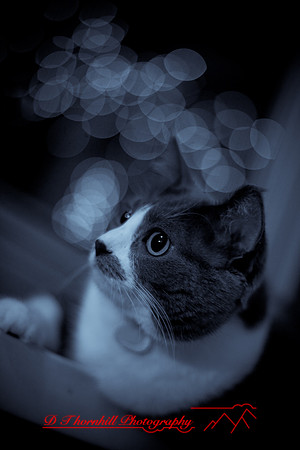 bastet_057