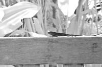 florida-2008-wildlife-infrared_04.jpg