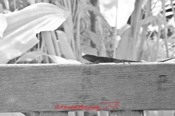 florida-2008-wildlife-infrared_04.jpg