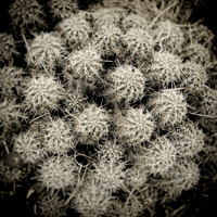 New Mexico-2017-color-086-nas