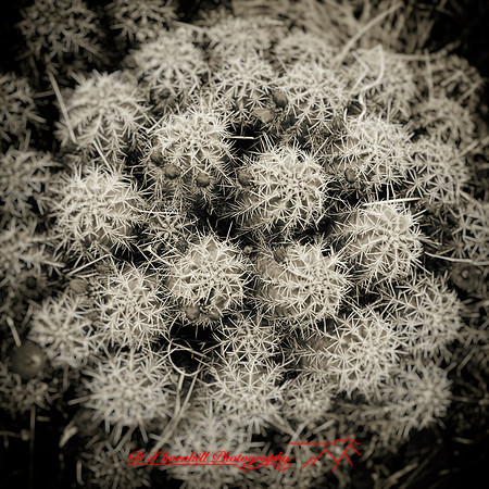 New Mexico-2017-color-086-nas