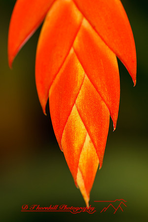 florida-flowers-2011-43-nik