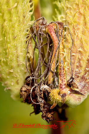 shiawassee-aug-2012-13