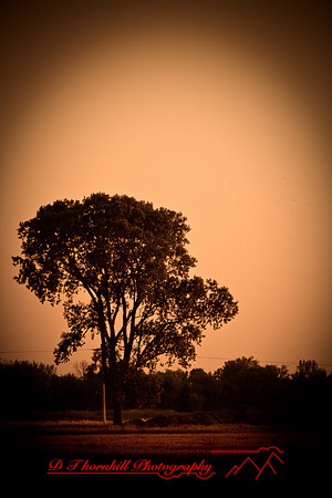 shiawasse_sept-2008_02.jpg