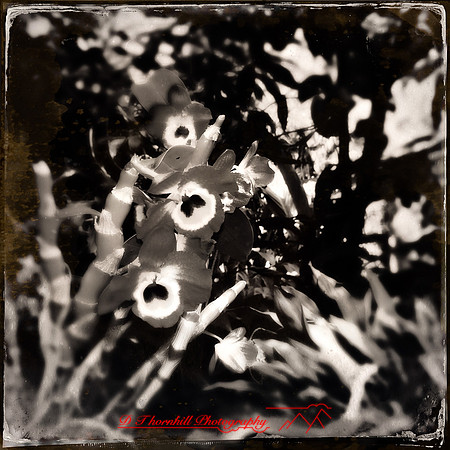 florida-2014-iphone-flowers-025