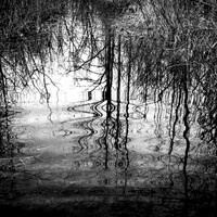 shiawassee assorted 2018-011