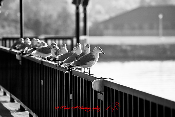 bay_city_images_2007-20