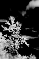 infrared-2009-nature_08.jpg