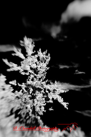 infrared-2009-nature_08.jpg