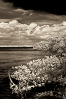 florida-2008-nature-infrared_10-nik.jpg