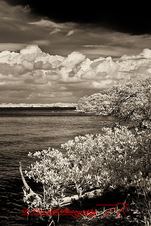 florida-2008-nature-infrared_10-nik.jpg