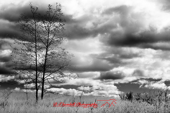 tawas-state-park-infrared-2008_035.jpg
