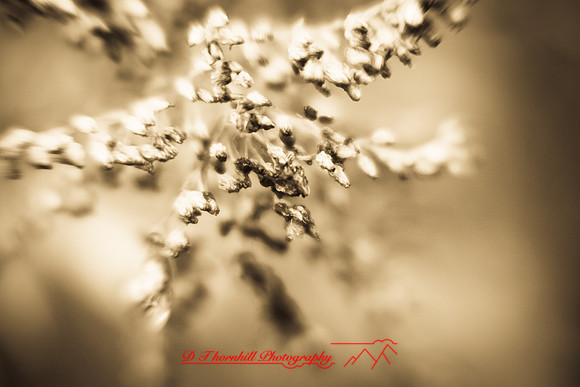 shiawassee-oct-2010_04