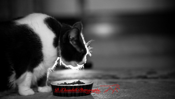 bastet_040