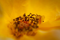 florida-flowers-2011-08-nik
