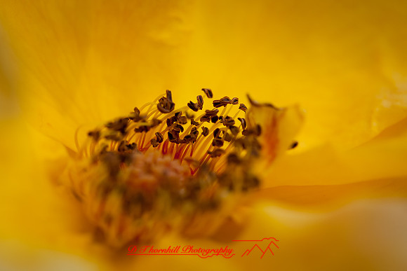 florida-flowers-2011-08-nik