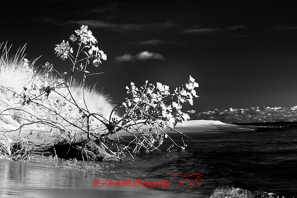 tawas-state-park-infrared-2008_031.jpg