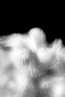 florida-2010-infrared-nature_01