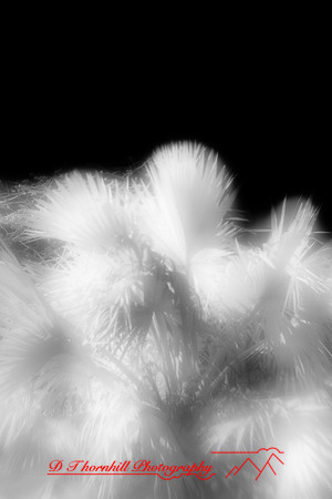 florida-2010-infrared-nature_01