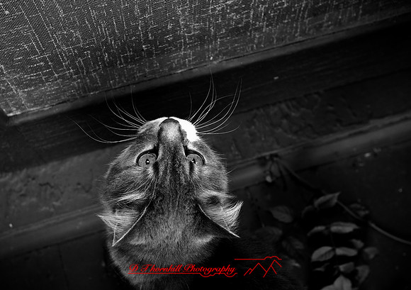 l-m_cats_027.jpg
