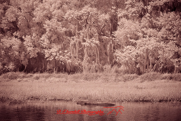 florida-2008-wildlife-infrared_32.jpg