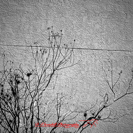 FL-March 2018-175_DxO