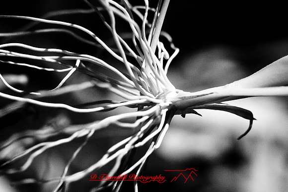 florida-2008-nature-infrared_22.jpg