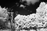 dow-gardens-infrared-2011-11