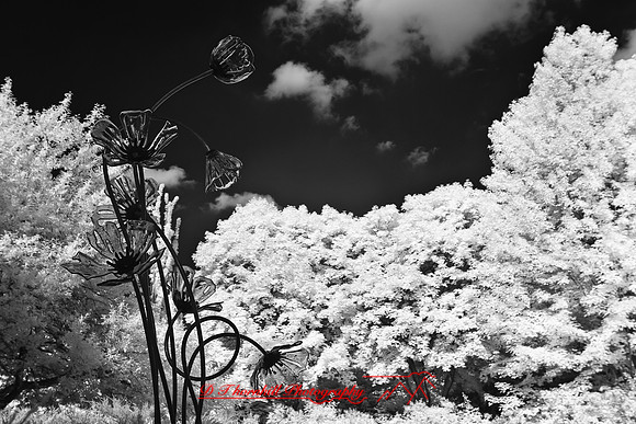 dow-gardens-infrared-2011-11