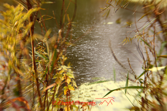 shiawassee-oct-2010_07