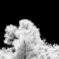 florida-2014-infrared-006