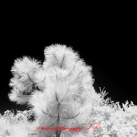 florida-2014-infrared-006