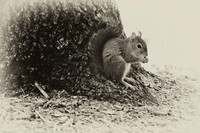florida-2008-wildlife-infrared_02-nik.jpg