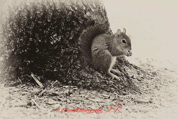 florida-2008-wildlife-infrared_02-nik.jpg