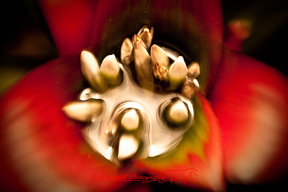 florida-2009-flowers_09.jpg
