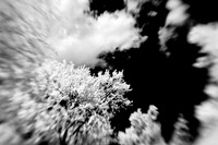 infrared-2009-nature_09-nik.jpg