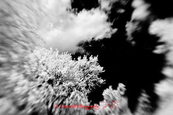 infrared-2009-nature_09-nik.jpg