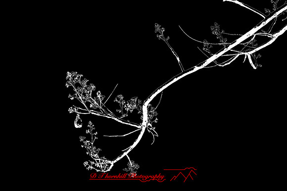 florida-2009-nature-infrared_05-nik.jpg