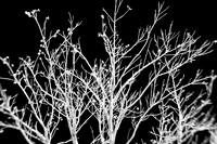 florida-2010-infrared-nature_13