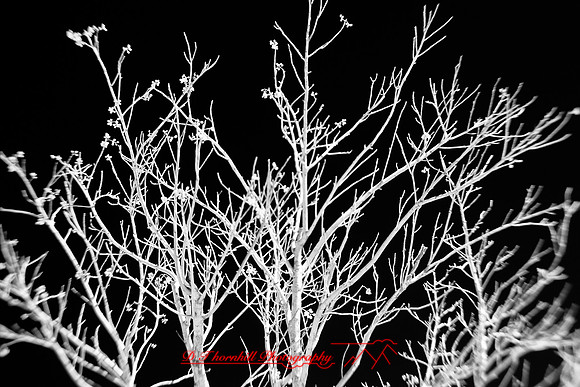 florida-2010-infrared-nature_13