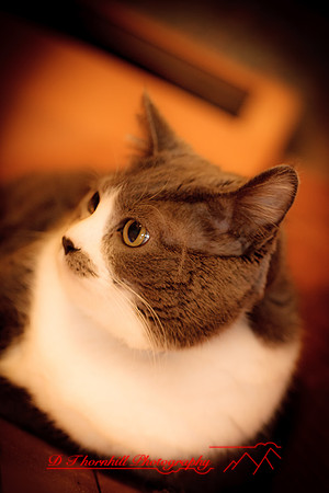 bastet-2011-07-nik