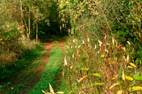 shiawassee_october_2007-03