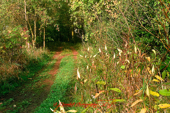 shiawassee_october_2007-03