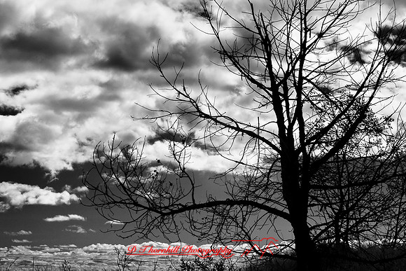 tawas-state-park-infrared-2008_034.jpg