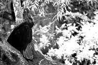 florida-2008-wildlife-infrared_13.jpg