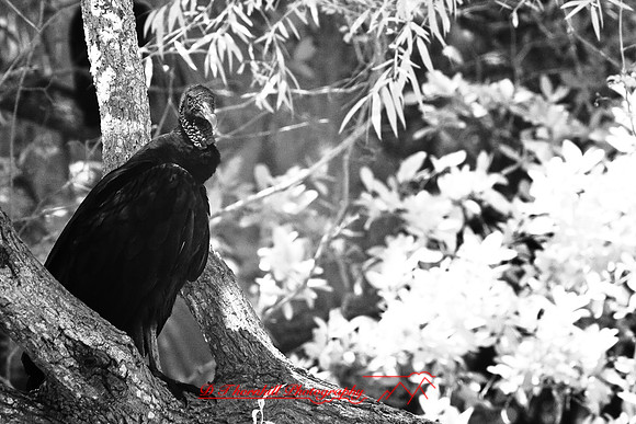 florida-2008-wildlife-infrared_13.jpg
