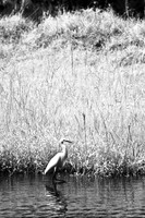 florida-2008-wildlife-infrared_23.jpg