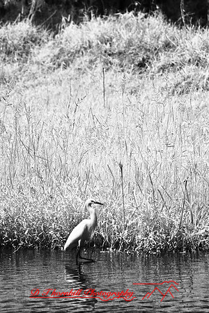 florida-2008-wildlife-infrared_23.jpg